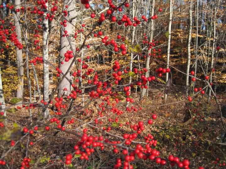 winterberry_001_full_width.jpg