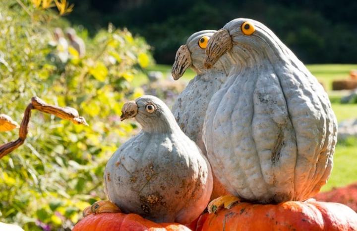 Winter Squash Birds