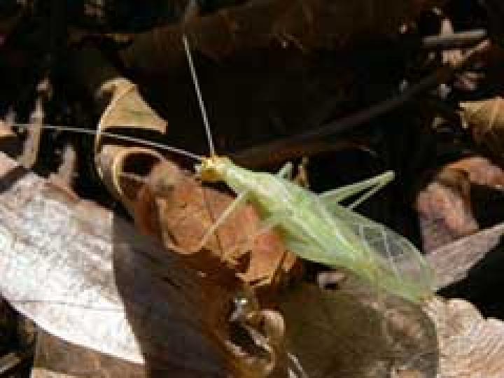 snowy tree cricket HGW