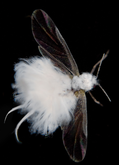 woolly_aphid_hilma_anderson.jpg