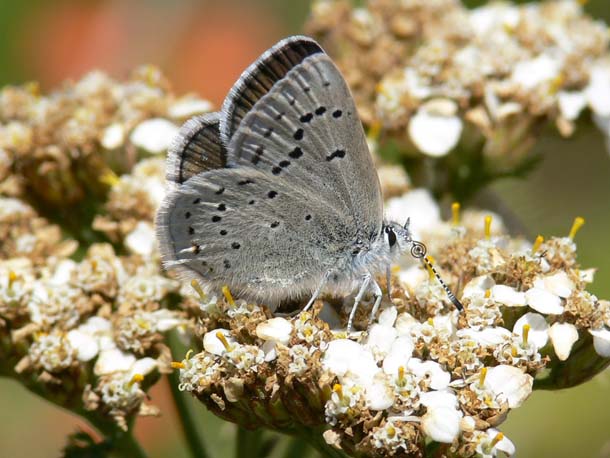 mb-female-yarrow-patrick_kobernus.jpg