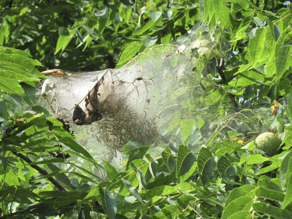 fall_webworm_in_walnut_jane_c._martin.jpg