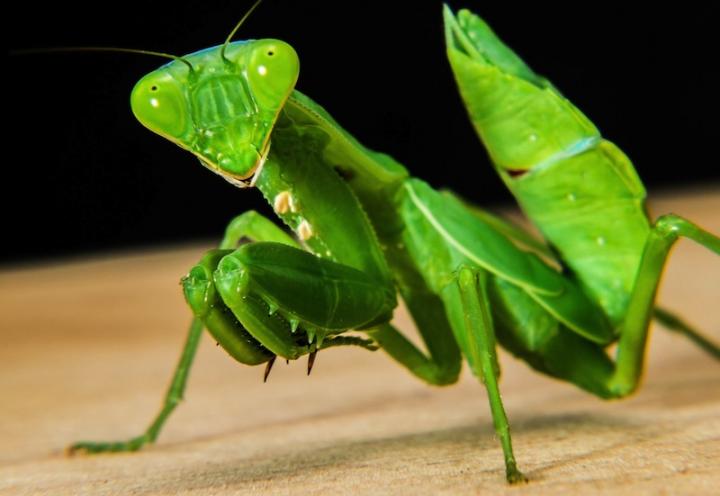 Praying Mantis