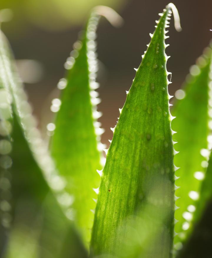 Aloe Vera Plant - Thinkstock