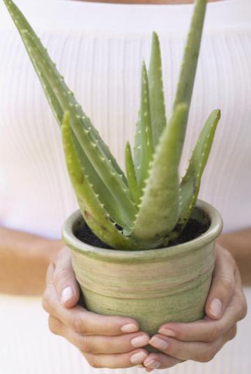 thinkstock_aloe_half_width.jpg