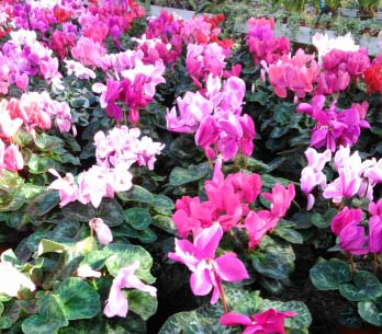 Wide display of Cyclamens in bloom