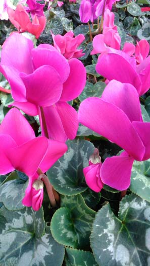 Lots of deep pink flowers on this indoor Cyclamen