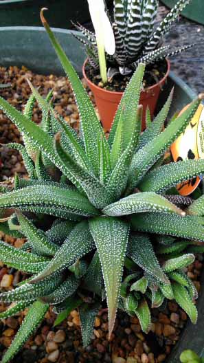 Two diferent haworthia fasciata plants, H. fasciata Concolor and H. fasciata Big Band