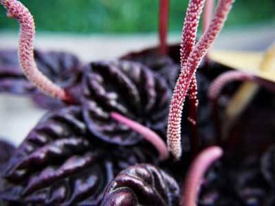 The Peperomia houseplant in flower