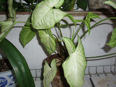 The White Butterfly cultivar of Syngonium