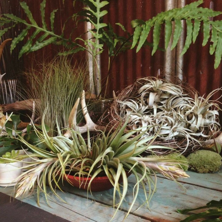 airplants-solabee-gardenista