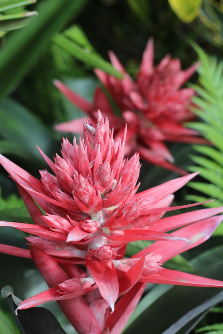 orchid-show-bromeliad-marie-viljoen-gardenista