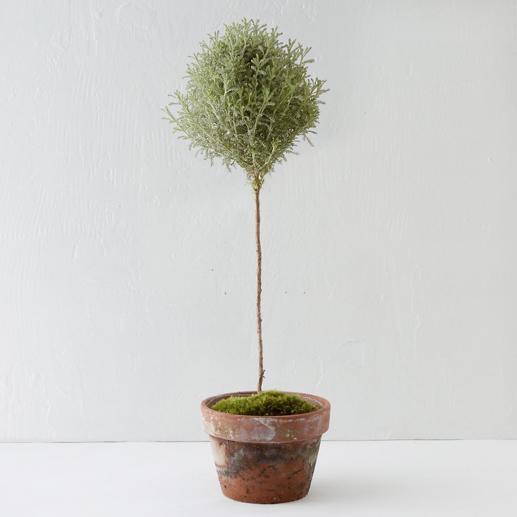 potted-topiary-santolina-herb-gardenista