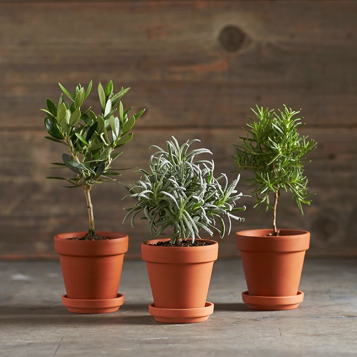 rosemary-lavender-olive-tiny-toiary-trees-gardenista