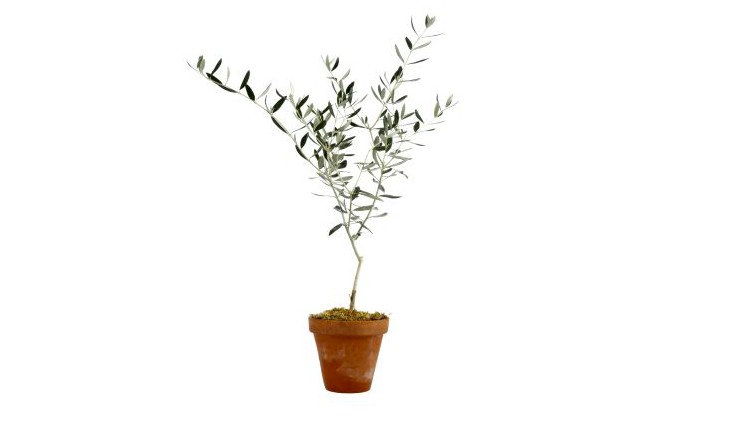 olive-tree-potted-topiary-gardenista