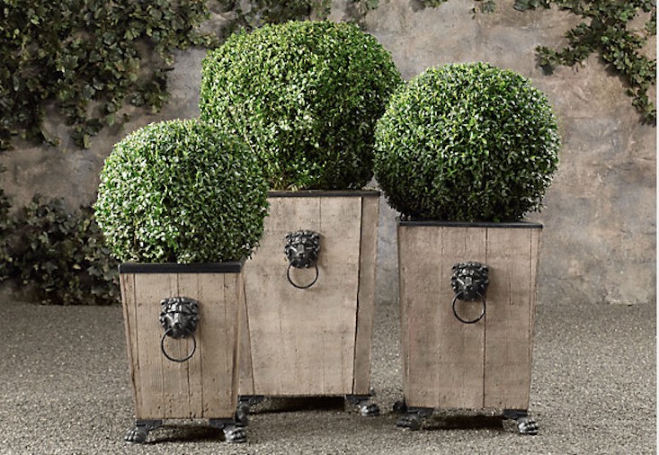 boxwood-gall-topiary-restoration-hardware-gardenista