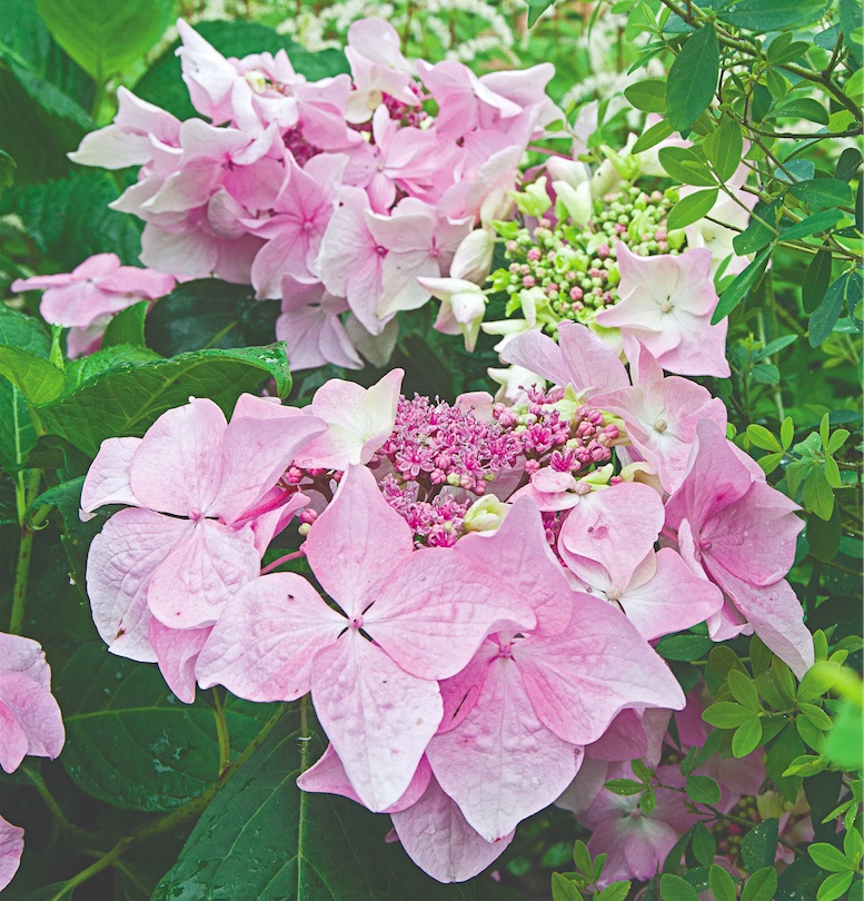 Let's Dance Diva! Hydrangea from White Flower Farm | Gardenista