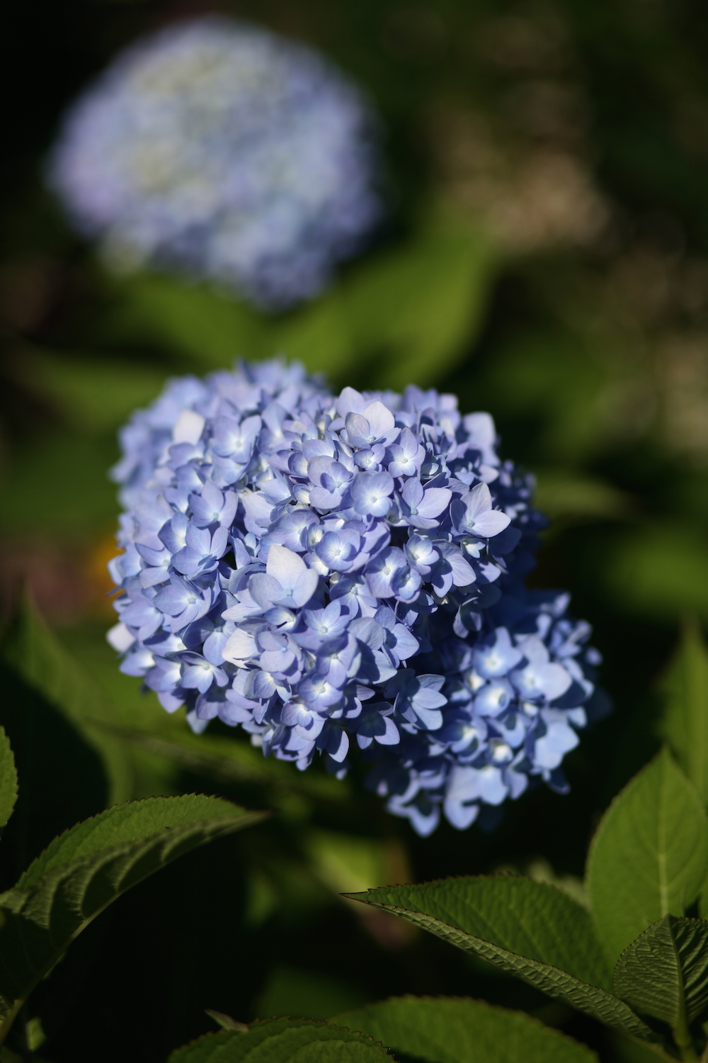 Endless Summer Hydrangea from White Flower Farm | Gardenista