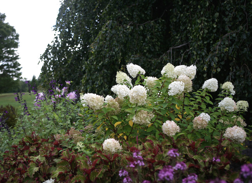 Bobo Hydrangea from White Flower Farm | Gardenista