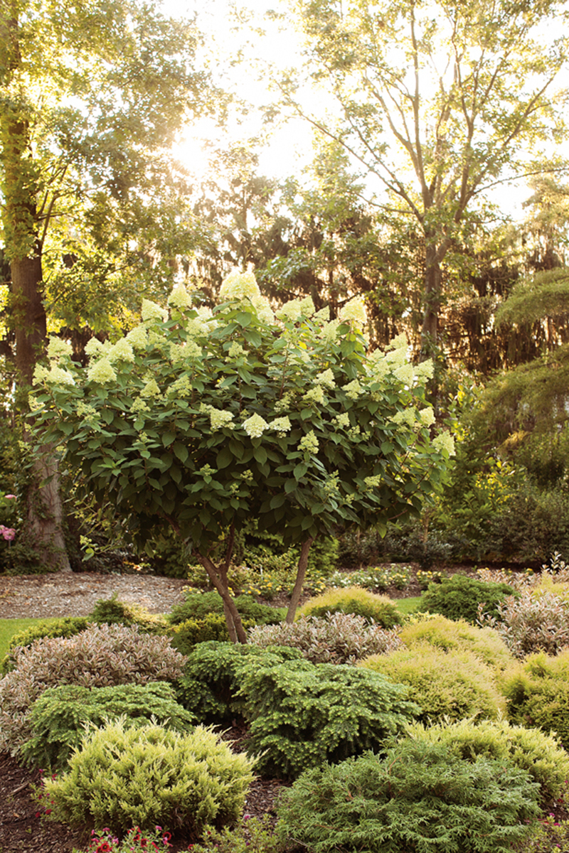 Limelight Tree Form Hydrangea from White Flower Farm | Gardenista