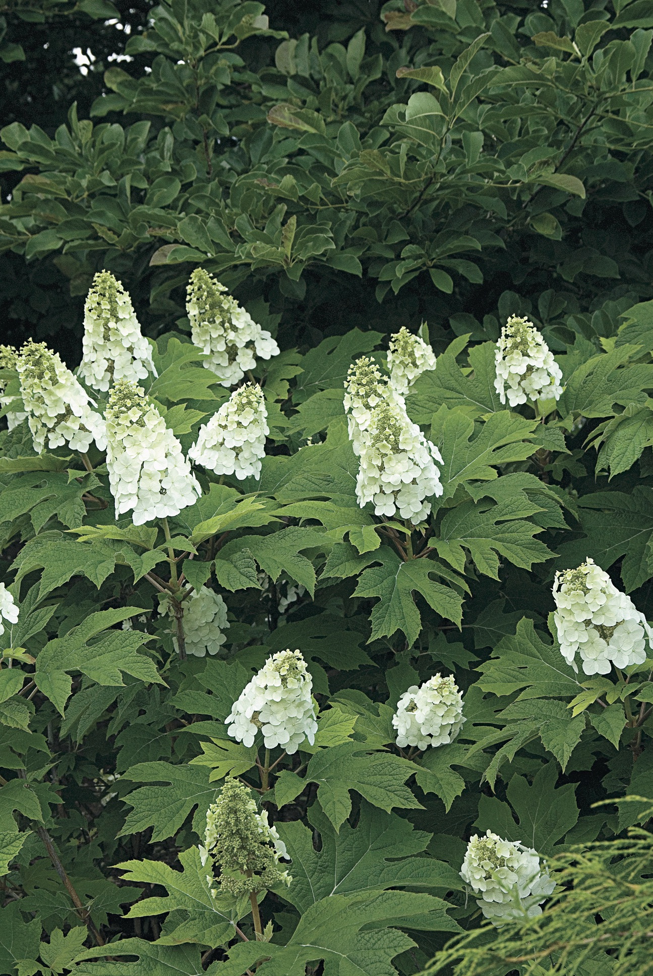 Snow Queen Hydrangea from White Flower Farm | Gardenista