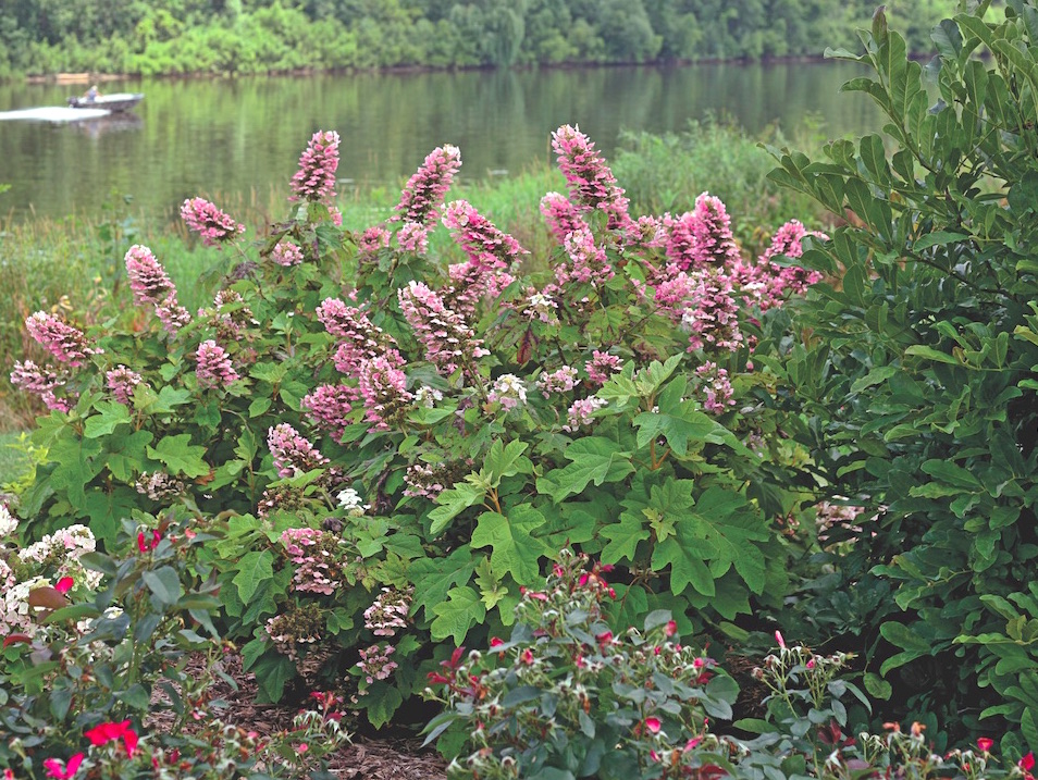 Gatsby Pink Hydrangea from White Flower Farm | Gardenista