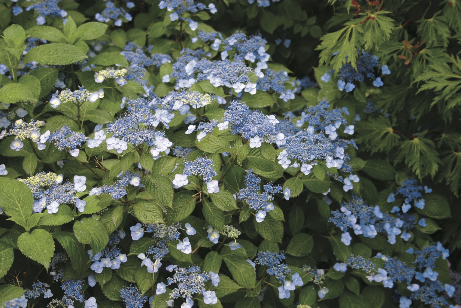 Blue Billow Hydrangea from White Flower Farm | Gardenista