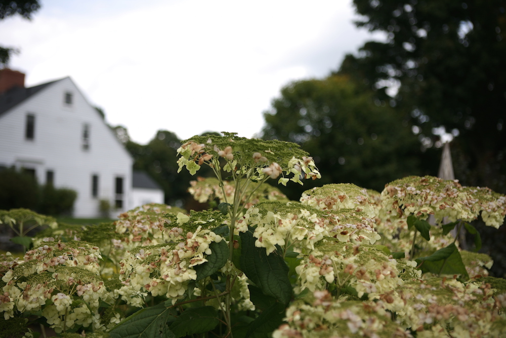 Haas' Halo Hydrangea from White Flower Farm | Gardenista