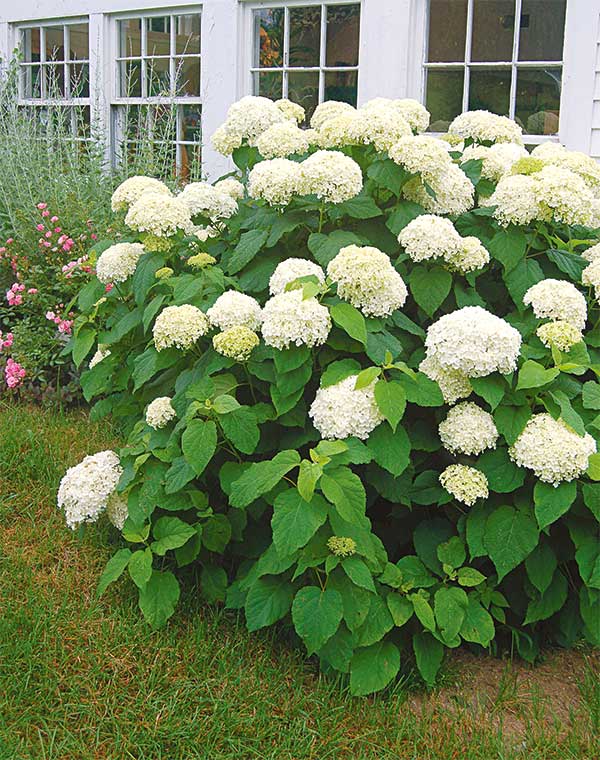 Annabelle Hydrangea from White Flower Farm | Gardenista