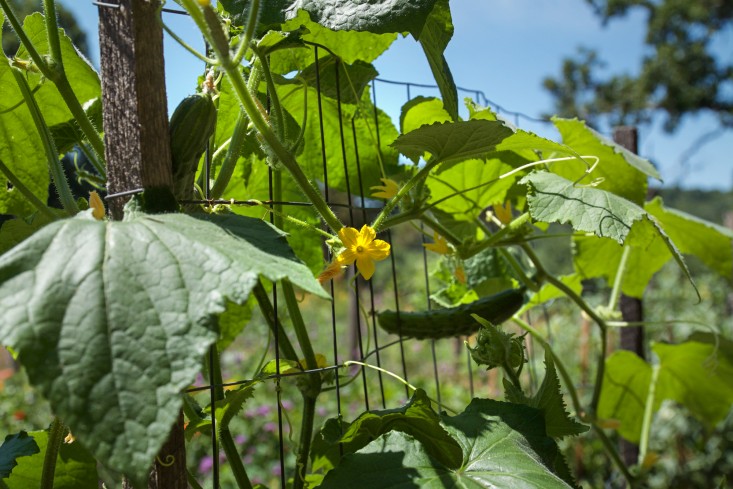 Concord Garden cucumbers, Gardenista