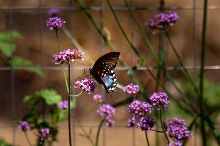 Concord Garden, butterfly, Gardenista