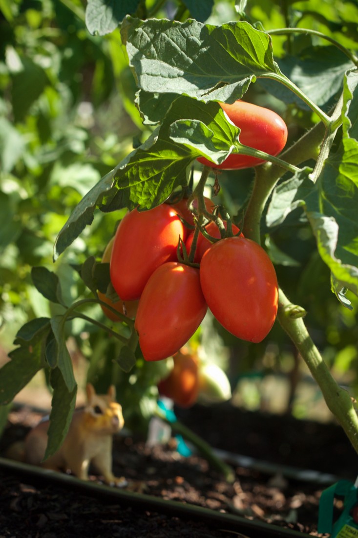 Concord Garden, tomatoes, Gardenista