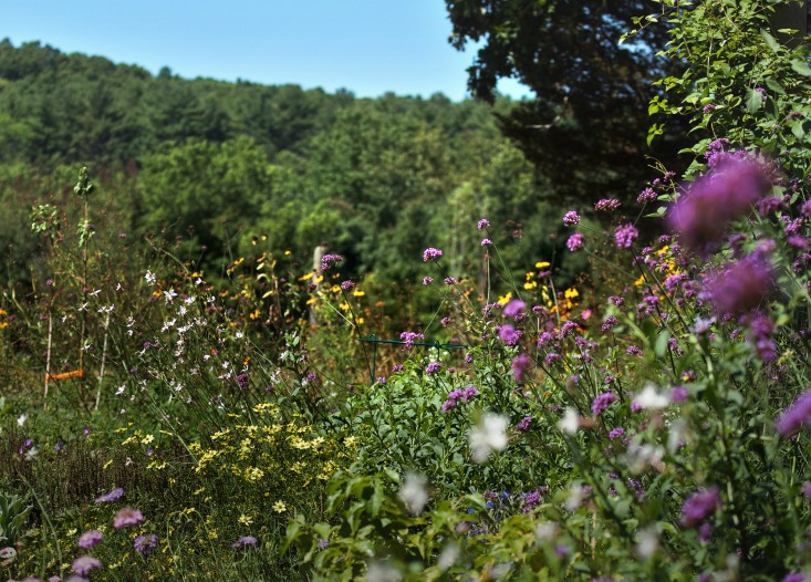 Concord Garden, wildflowers, Gardenista_edited-1