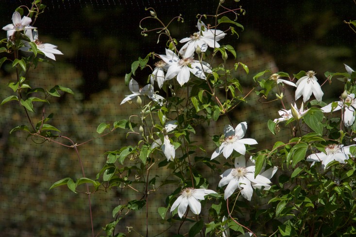 Concord Garden, clemetis, Gardenista