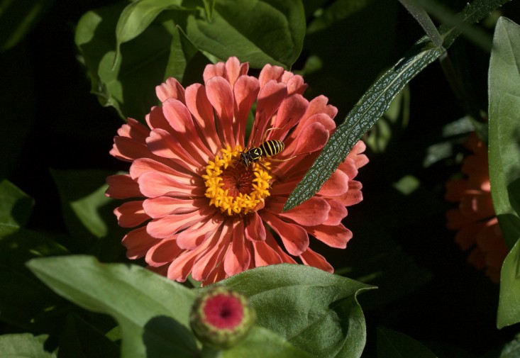 Concord Garden, zinnia and bee, Gardenista