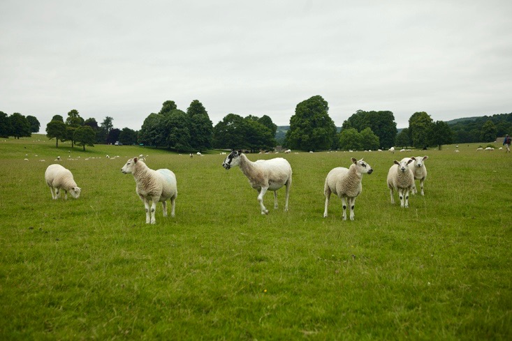 capability-brown-chatsworth-3-gardenista