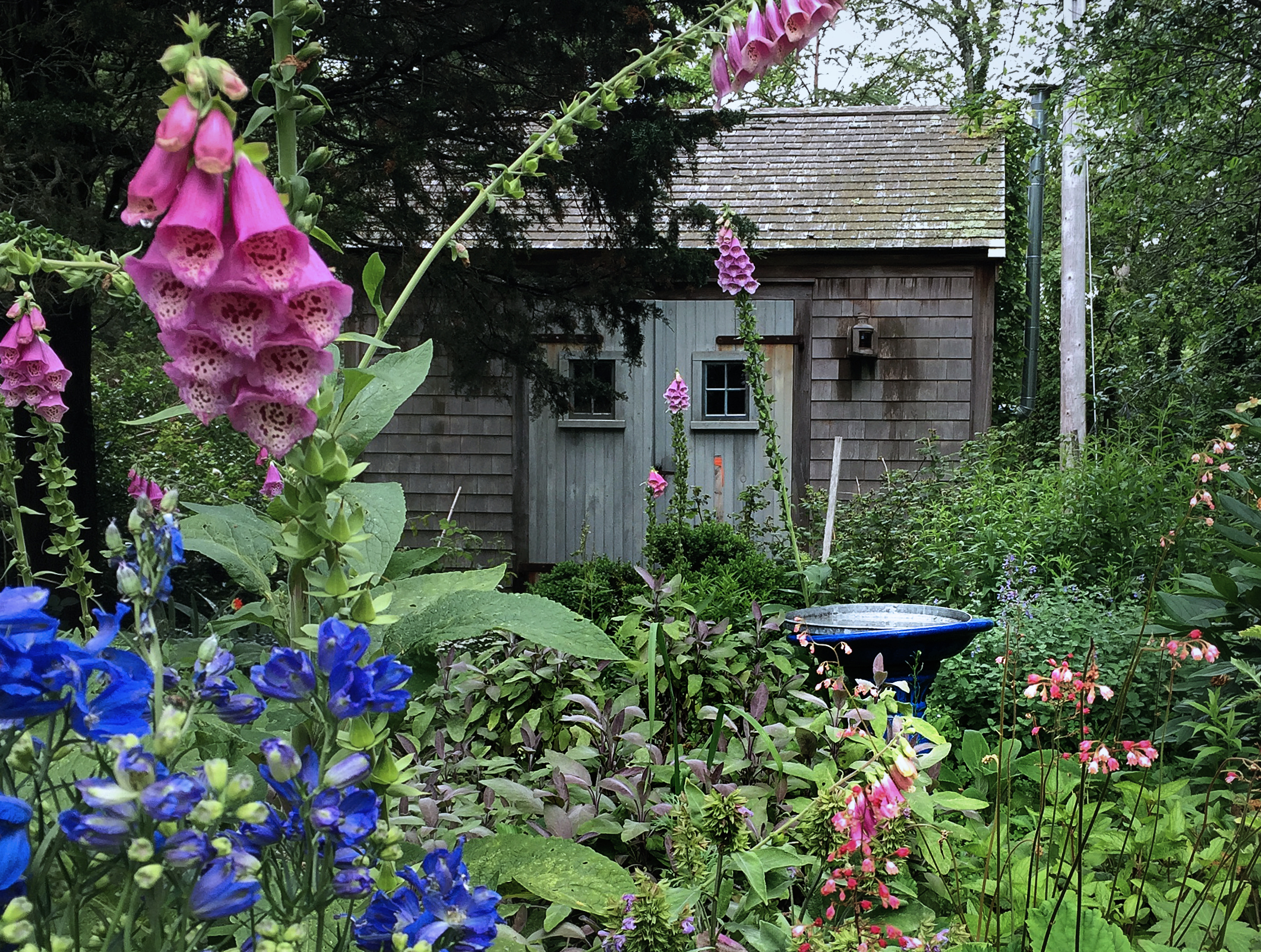 Marnie's garden foxgloves, Gardenista_edited-1