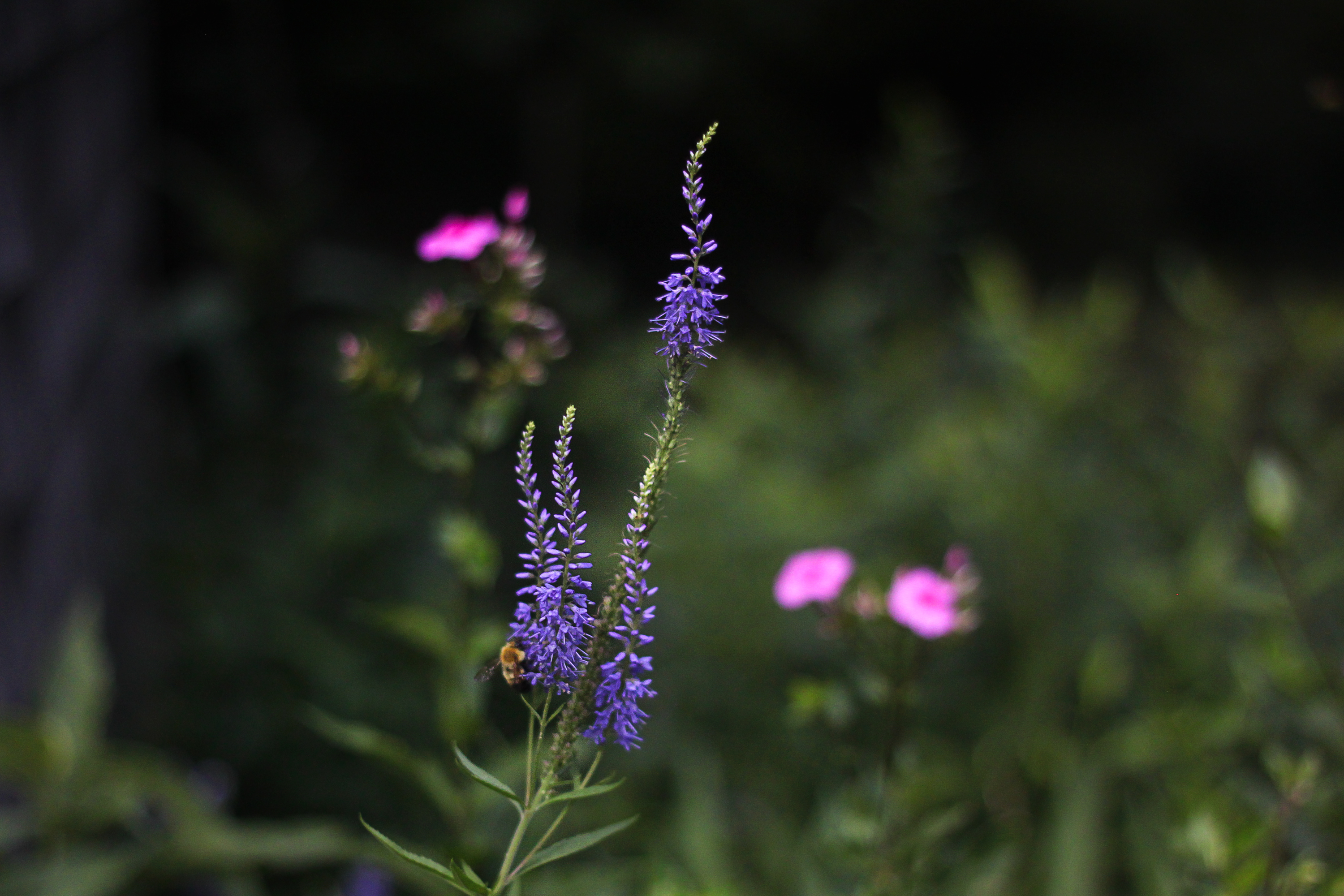 Marnie's Garden Veronica and Phlox, Gardenista