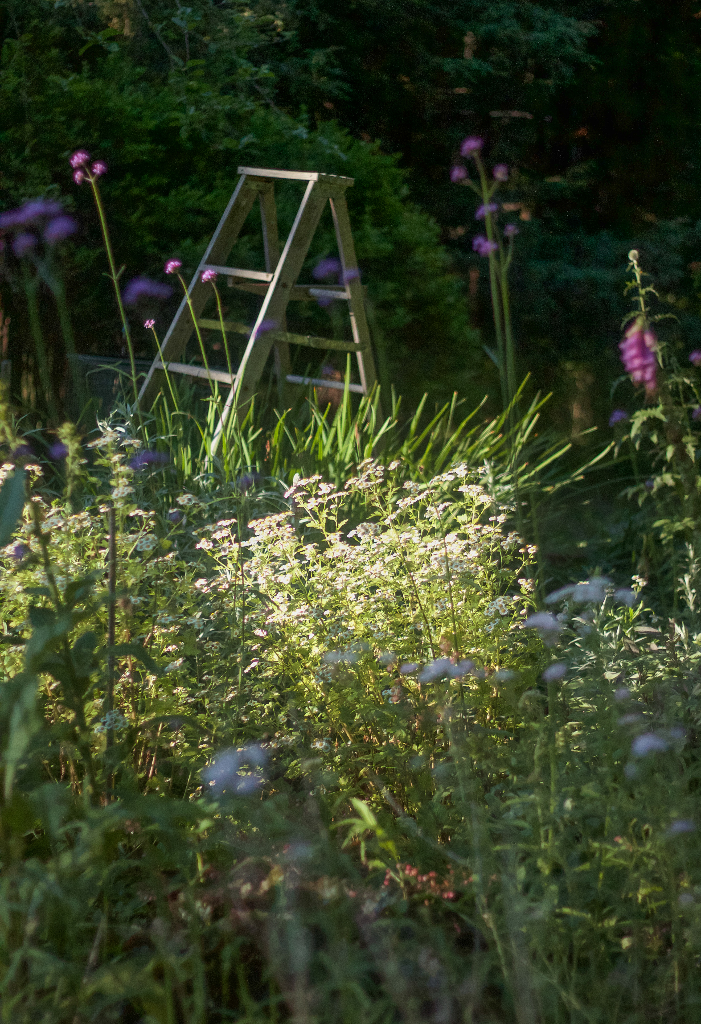 Marnie's garden ladder, Gardenista