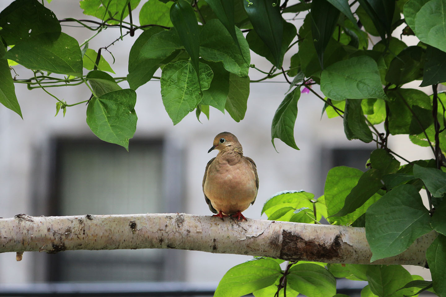 bean_screen_bird_marieviljoen_gardenista