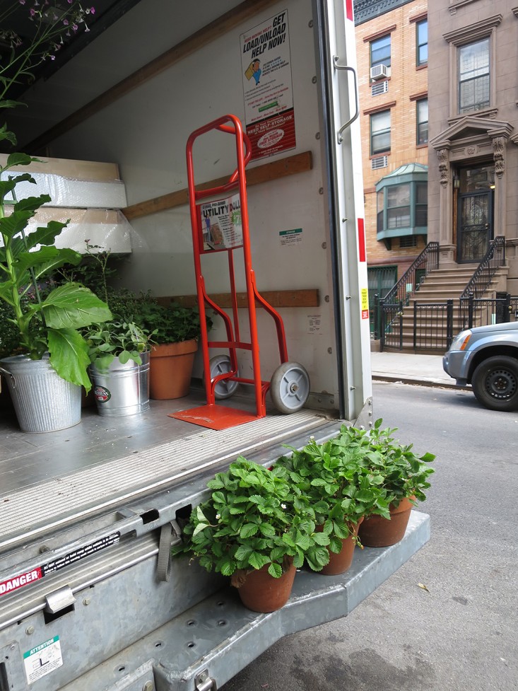 movers_truck_potted_plants_gardenista_dolly_marieviljoen