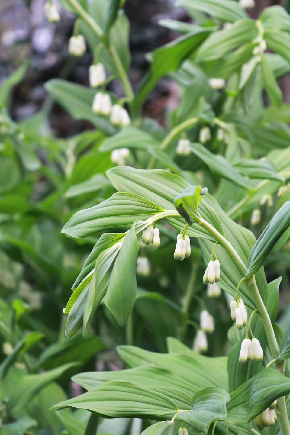 solomons_seal_marieviljoen_gardenista