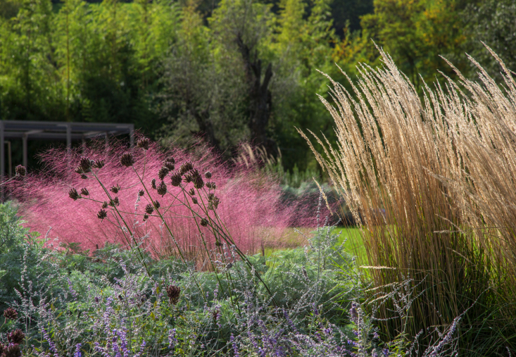 italy-cristiana-ruspa-garden-pink-grasses-lawn-gardenista-1