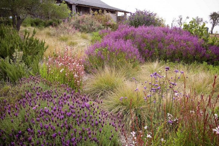 john_greenlee_meadow_lavender_gardenista