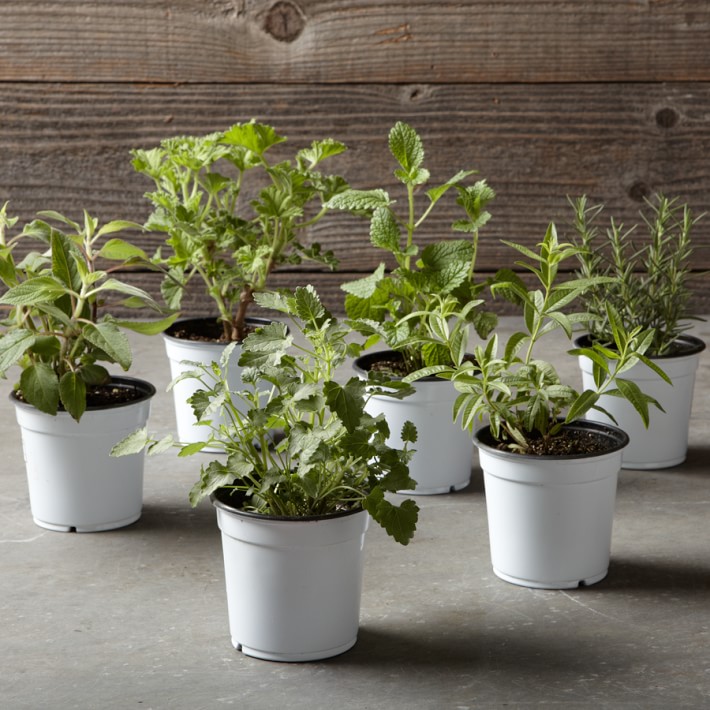 scented-herbs-potted-gardenista