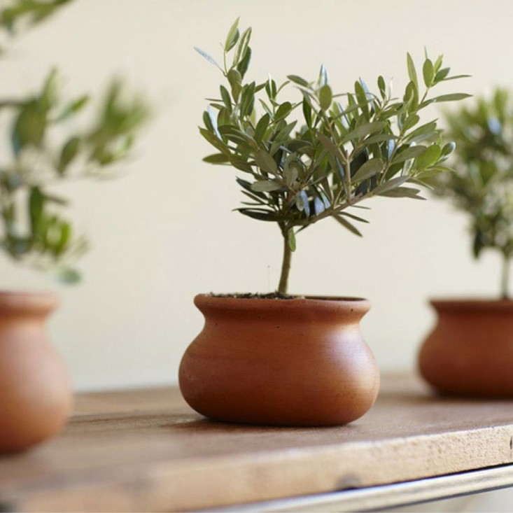 topiary-olive-tree-gardenista