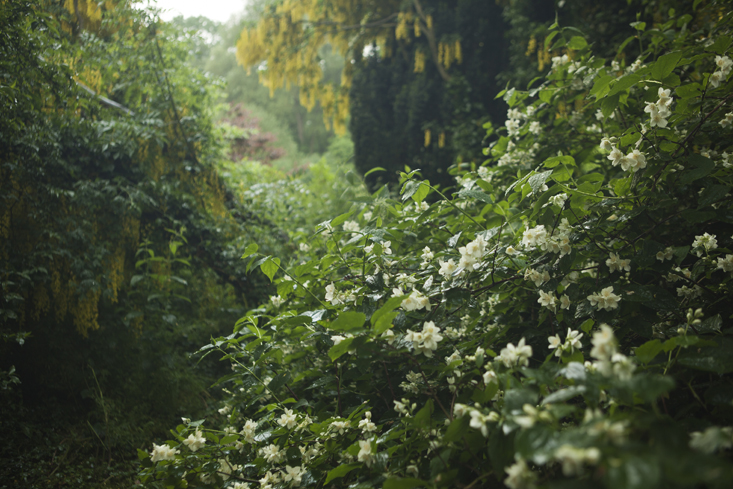 rehab-diary-philadelphus-gardenista