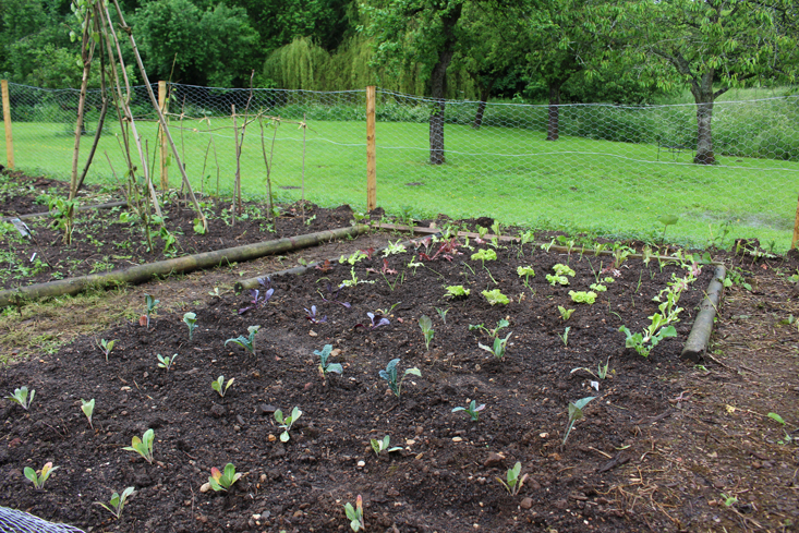 rehab-diary-veg-beds-gardenista