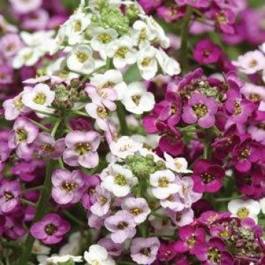 Alyssum 'Clear Crystal Mix'