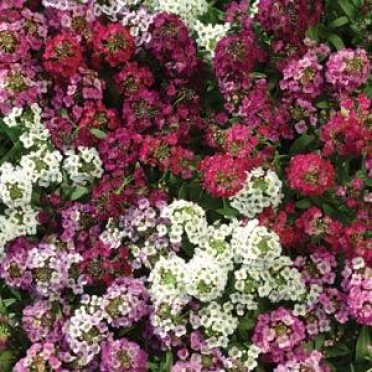 Alyssum 'Easter Bonnet Mix'